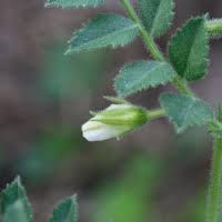 Image result for Aeschynomene multicaulis