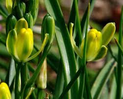 Image result for Albuca setosa