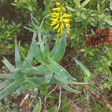 Image result for Aloiampelos tenuior