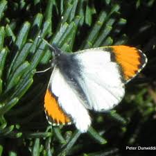 Image result for Anthephora cristata