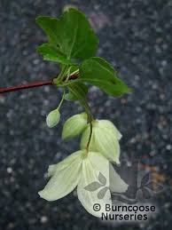 We did not find results for: Clematis Cirrhosa Var Balearica Wisley Cream From Burncoose Nurseries