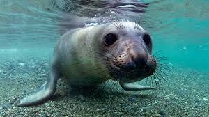 He was previously married to heidi klum. Killer Gas Aids Elephant Seals Deep Dives Science Aaas