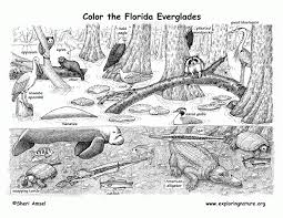 Super cute, free printable state coloring pages for kids to learn about all 50 states with a fun, no prep activity for kids of all ages. 7 Pics Of Florida State Animal Coloring Page Florida State Bird Coloring Home