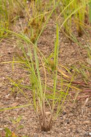 Image result for Cyperus sp. (ex Mariscus sp.no.2)