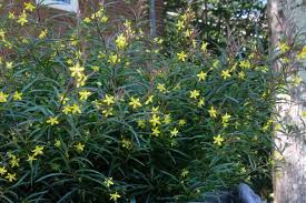 Image result for Lysimachia barbata