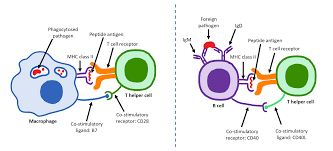 There are several hundred apcs. T Helper Cell Wikipedia