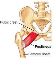 Check spelling or type a new query. The Pectineus Muscle From The Latin Word Pecten Meaning Comb Is A Flat Quadrangular Muscle Situated At The Anteri Muscle Anatomy Muscle Anatomy Flashcards