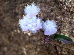 Image result for Cyanotis lanata