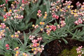 Image result for Helichrysum graniticola