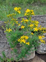Image result for Hypericum revolutum