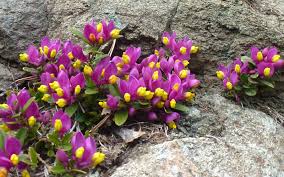 Image result for Polygala gazensis