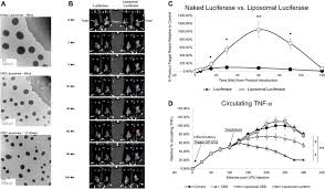 Maybe you would like to learn more about one of these? Liposomal Encapsulation Of Small Molecules Enhances Bioavailability Download Scientific Diagram