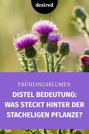 Distel Bedeutung Was Steckt Hinter Der Stacheligen Pflanze In 2020 Distel Pflanzen Kugeldistel