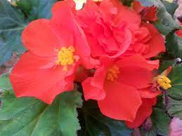 These Begonias Were So Brightly Colored Hot Pink I Will Definitely Grown Them Again Next Year Flowers Begonia Hot Pink