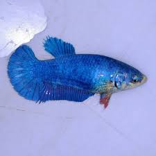 Kelas yg paling banyak pesertanya adalah plakat besgel maka dari itu para pemain kontes cupang ikan cupang giant kategori kelas besgel kualitas kontes standar sni ikan cupang giant kategori. Ikan Cupang Hias Betina Plakat Besgel Murah Grosir Beli 1 Gratis 2 Shopee Indonesia