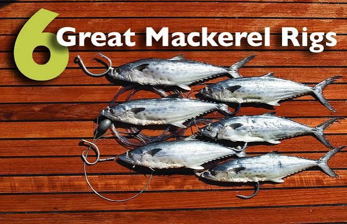 Spanish Mackerel Rigs, Rigging Mackerel for Trolling | Marlin