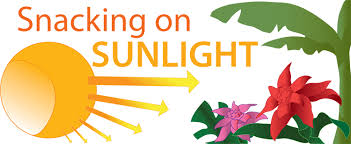 Check spelling or type a new query. Photosynthesis Ask A Biologist