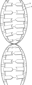Free printable coloring pages for print and color, coloring page to print , free printable coloring book pages for kid, printable coloring worksheet. Https Www Rsb Org Uk Images Pdf Dna Coloring Pdf