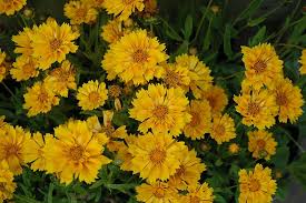 Pin On Perennials