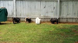 This training takes about 10 minutes twice a day for an average of 10 days. 21 Dog Fence Ideas For Your Yard