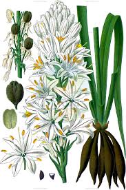Image result for Asphodelaceae