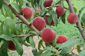 Check spelling or type a new query. Web Resources Tree Fruits Nc State Extension