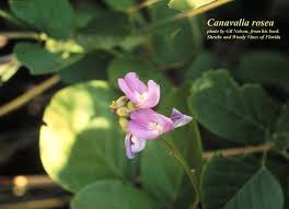 Image result for Canavalia