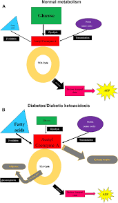 Fluid And Electrolyte Therapy In Diabetic Ketoacidosis Veterinary Clinics Small Animal Practice
