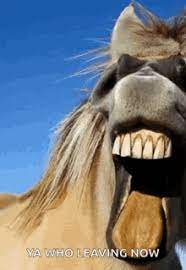 Check spelling or type a new query. Horse Teeth Gifs Tenor