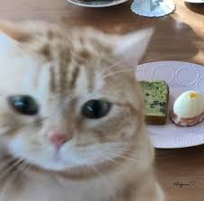𝒊𝒈 𝒃𝒓𝒂𝒏𝒅𝒚𝒓𝒕𝒐𝒓𝒓𝒆𝒔 cute baby cats cute cat memes pretty cats