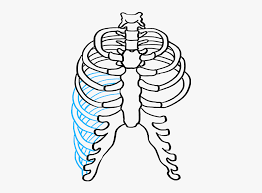 Hand drawn line art anatomically correct human ribcage. How To Draw Rib Cage Easy Drawing Of Rib Cage Free Transparent Clipart Clipartkey