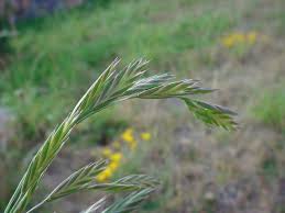 Image result for Bromus catharticus