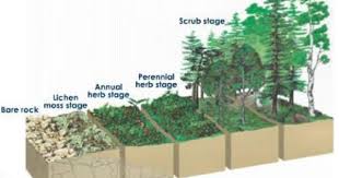 Community Assembly Ecological Succession Ecology Ecosystems