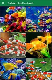 Teknologinya sederhana dan biayanya murah. Wallpaper Ikan Hias Cantik For Android Apk Download