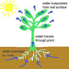 There are two processes involved in how a plant absorbs water: How Do Roots Absorb Water Instead Of Presence Of Waxy Material Suberin In The Form Of Casparian Strips On The Wall Of Endodermis Biology Stack Exchange