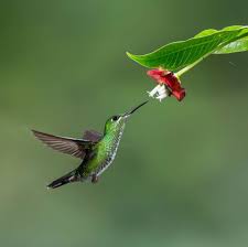 In environments where red is the most common color for nectar containing flowers, they gravitate towards red. 12 Best Flowers To Attract Hummingbirds To Your Garden 2021