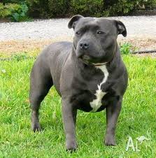 I'm a blue staffy 2 years old, i live in melbourne australia. Blue Staffy Puppies For Sale In Oaklands Junction Victoria Classified Australialisted Com