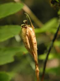 Image result for Liparis nervosa