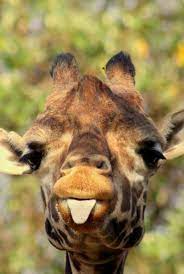A large collection of funny pictures and photos of animals. Cute Cute Animals Cute Giraffe Giraffe