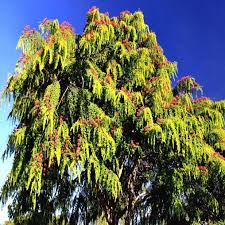 Image result for Cassia thyrsoidea