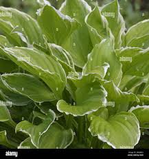 Image result for Hosta White Feather