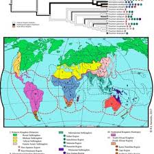 Image result for Actiniopteris pauciloba