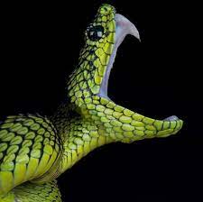 Pin By Ian R On Slithery Snakes Reptiles Animals Snake