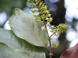 Image result for Combretaceae