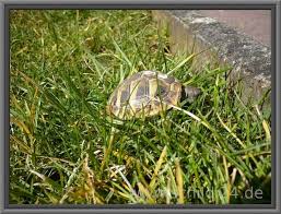 Schildkrotenfutter Futterpflanzen Und Vieles Mehr Fur Landschildkroten In 2020 Schildkrotenfutter Landschildkroten Schildkrotengehege