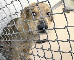 Animals available for adoption and information on how to adopt a pet from the norman animal welfare center. Shelter Changes Rates To Help Animals Find Homes Local News Mcalesternews Com
