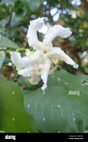 Image result for Tabernaemontana ventricosa