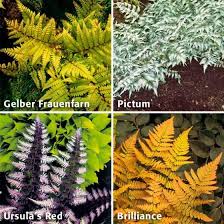 Stauden Sortiment Gartner Potschkes Zauber Farne Mit Je Einer Der Hier Angebotenen Farn Sorten Pictum Brilliance Ursula S Exotische Blumen Stauden Pflanzen