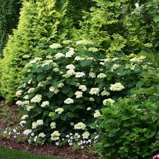 Lime trees produce tasty green fruits used for flavoring in numerous foods and drinks. Hydrangea Lime Rickey Buy Hydrangea Smooth Shrubs Online