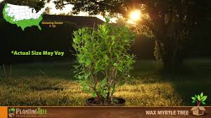 It can also be pruned into an attractive small tree. Wax Myrtle Wax Myrtle For Sale Plantingtree Youtube